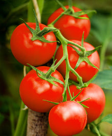 Heirloom Tomato Homestead Bulk Seeds for productive rows in the Home Gardens
