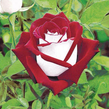 Germination Seeds, Th Osiria Hybrid Rose Seeds, Rare Exotic Rose Seeds, Blood Red and White  Ornamental Garden Plant Premium Quality Seeds
