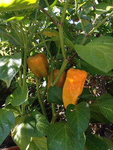 Petit Marseillais Pepper Seeds (Capsicum annuum) known for french Heirloom Gardening