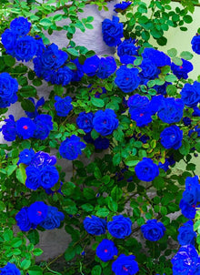 New Dark Blue Climbing Ivy Seeds et  Ornamental Garden Plant Garden Plant Seeds