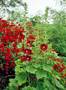 Hollyhock Alcea Rosea Mixed Flower Seeds for Planting – Ideal for Cottage Garden Style and Tall Flower Beds