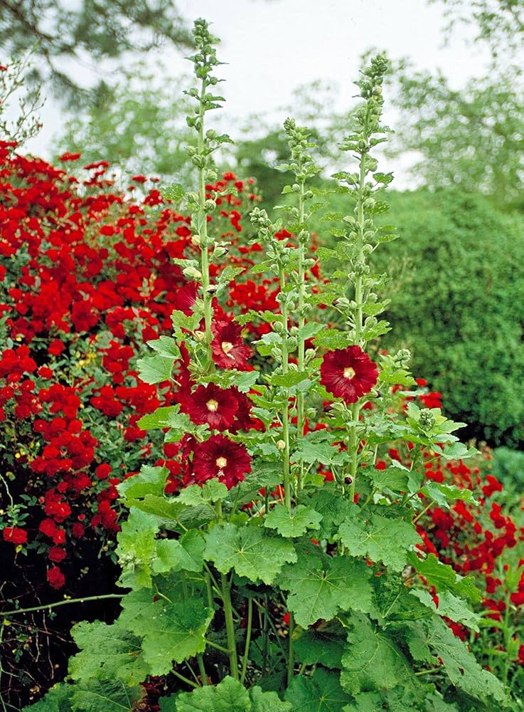 Hollyhock Alcea Rosea Mixed Flower Seeds for Planting – Ideal for Cottage Garden Style and Tall Flower Beds