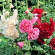 Scarlet Chater's Hollyhock Seeds (Alcea rosea) for growers filling out the home garden borders