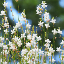 Gaura Gaura Lindheimeri Large-Flowered Butterfly Seeds for colorful blooms in the Garden Beds