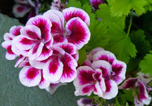Army Green: Mixed Color Pelargonium Flower Pelargonium Seeds for long-term planting in the yard