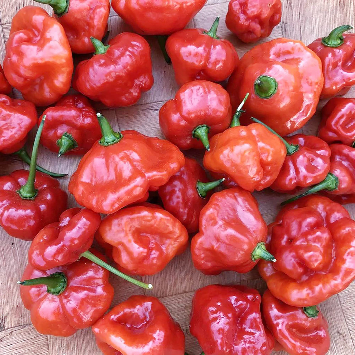 Ajito (pepper Capsicum annuum vegetable) for planting in garden