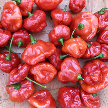 Ajito (pepper Capsicum annuum vegetable) for planting in garden