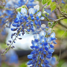 Blue Wisteria Seeds (Wisteria sinensis) for a lasting display in the Flower Arbors or Home Garden