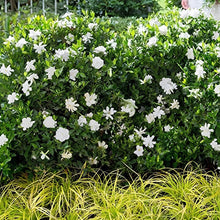 Black Gardenia Seeds for a colorful addition to any planting