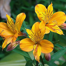 Peruvian Lily Seeds (Alstroemeria spp.) for colorful blooms in the Flower Bed & Garden