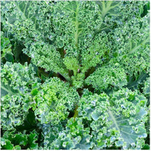 Kale Blue Curled Scotch Seeds for growers stocking a kitchen garden