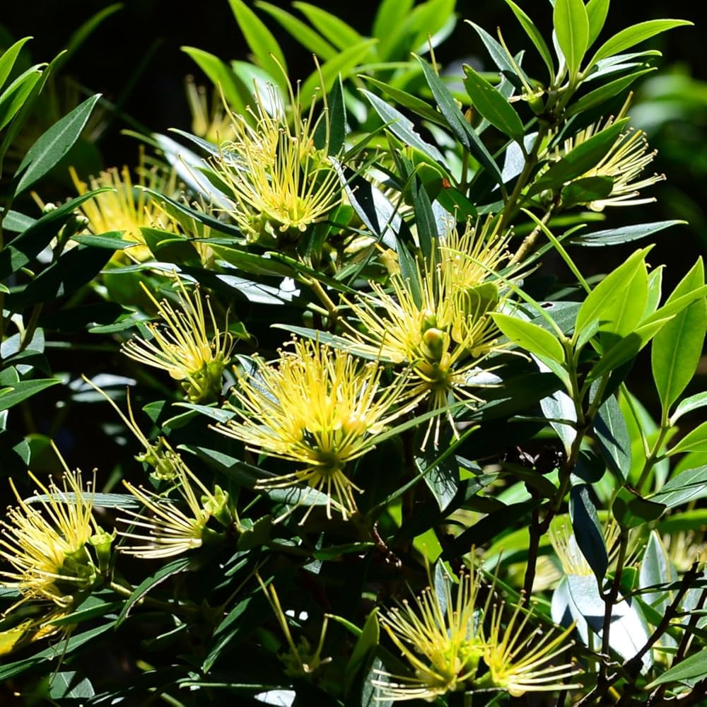 Pohutukawa Seeds (Metrosideros excelsa) for a lasting display in the Landscape