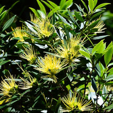 Pohutukawa Seeds (Metrosideros excelsa) for a lasting display in the Landscape