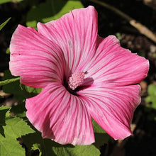 Rose Mallow Hibiscus Seeds (Hibiscus rosa-sinensis) for growers filling out the Flower Bed