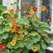 Annual Tropaeolum Majus Nasturtium Golden Jewel Flower Cress Seeds for gardeners building out beds and borders