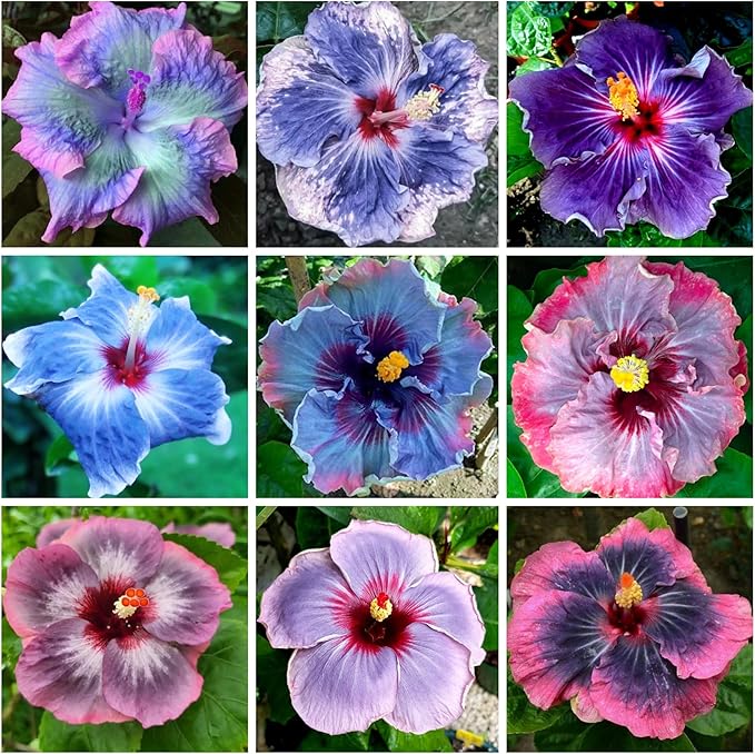 Mixed Color Hibiscus Hibiscus spp for planting in flower bed