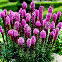 Marsh Blazing Star Liatris spicata seeds for planting in wildflower habitat