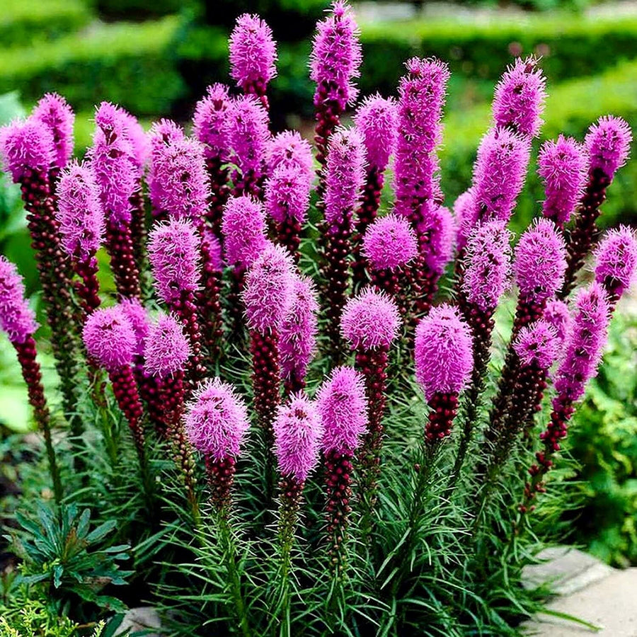 Marsh Blazing Star Liatris spicata seeds for planting in wildflower habitat