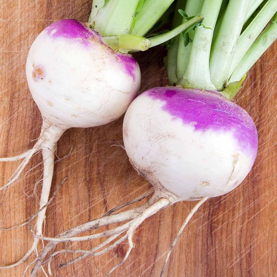 Purple top rutabaga grown from microgreens seeds with mild flavor and two-tone coloring