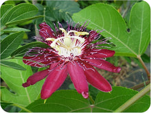Passiflora Coccinea Passion Seeds for growers wanting a homegrown harvest