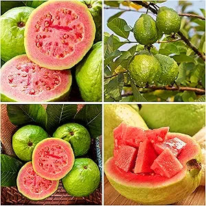 Guava Psidium guajava for planting in tropical garden