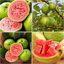 Guava Fruit Psidium guajava for planting in vegetable patch