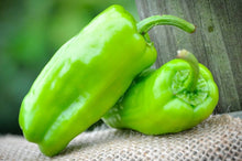 Italian Pepperoncini Seeds known for pickling
