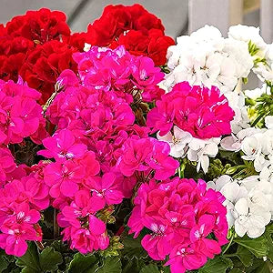 Geranium Pelargonium Rare Wholesale Flower Seeds for Planting – Ideal for Large Garden Projects and Outdoor Displays