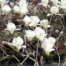 Yulan Magnolia Flower Tree Seeds for a lasting addition to the landscape