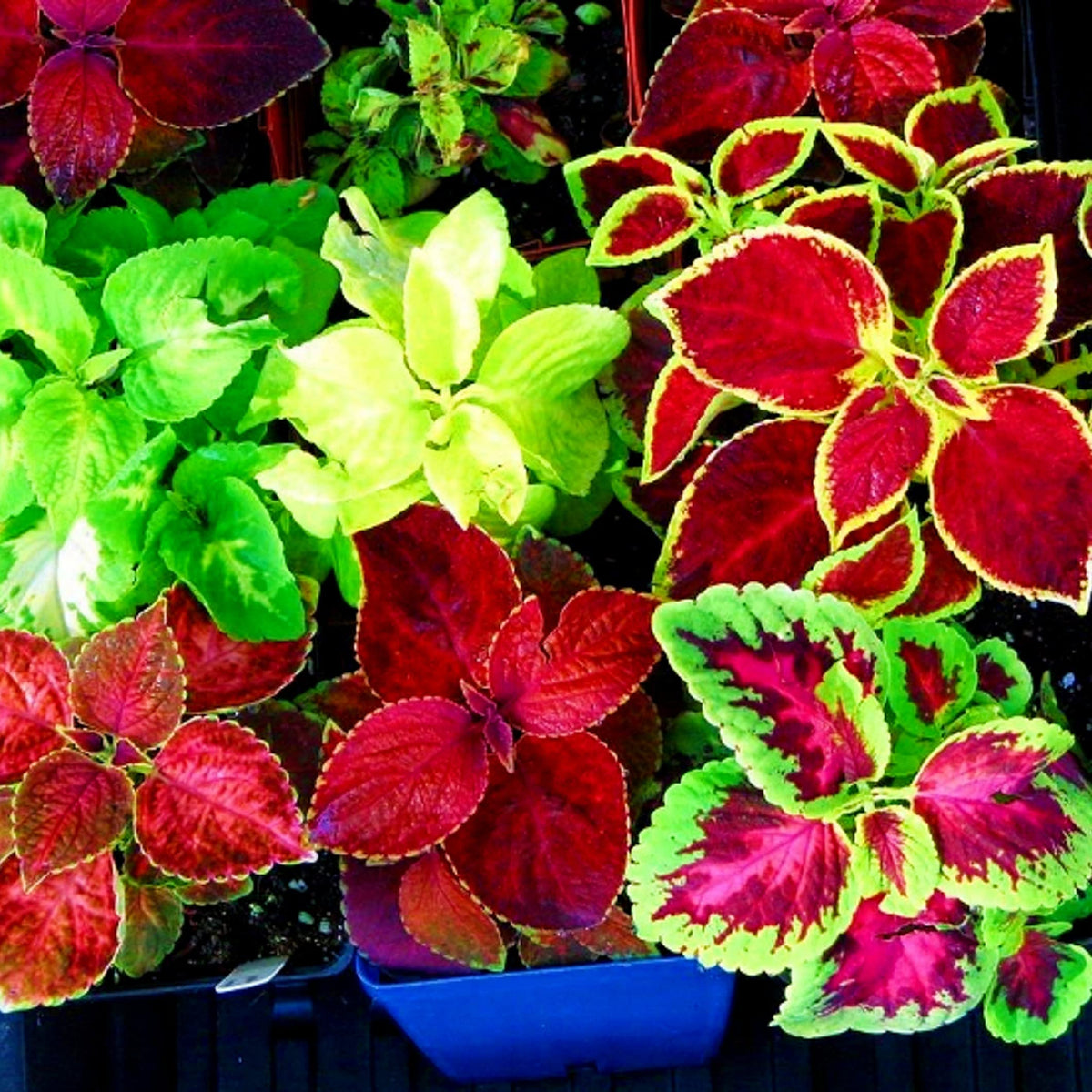 Hellgelb Rainbow Mix Coleus Seeds
