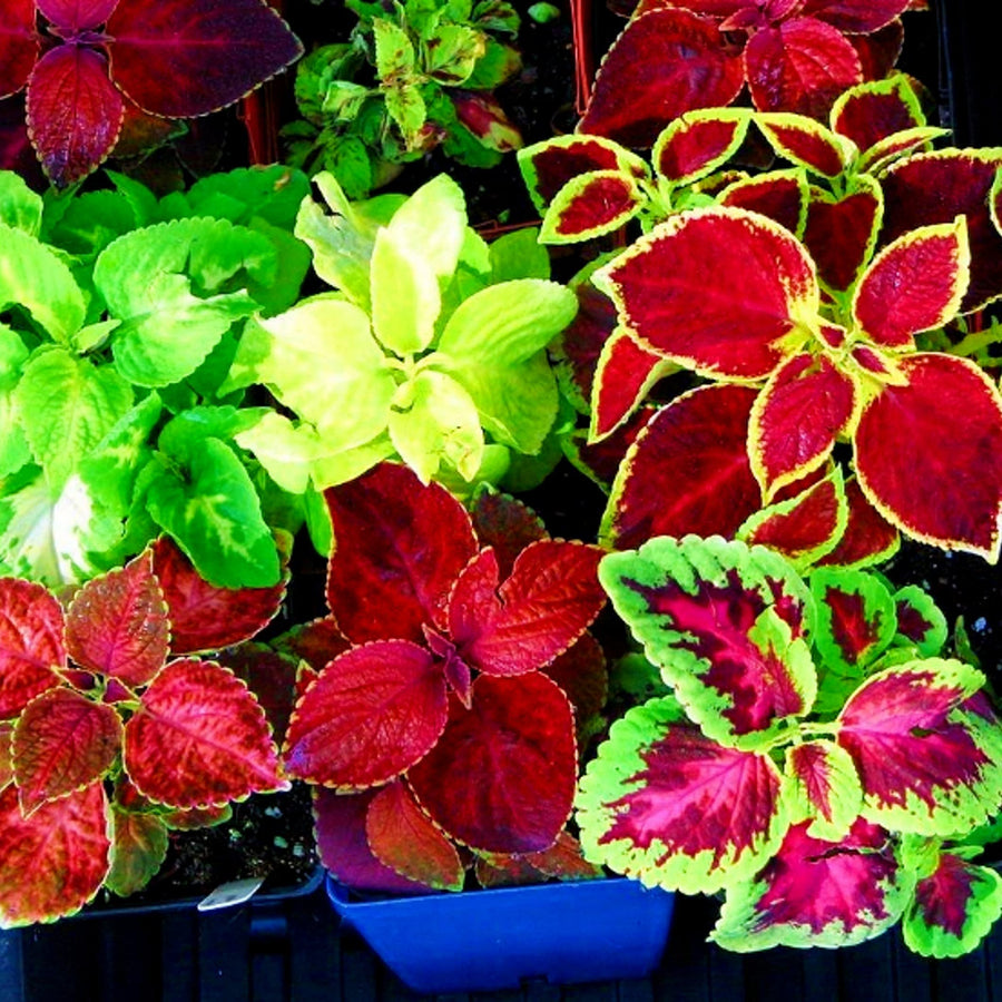 Hellgelb Rainbow Mix Coleus Seeds