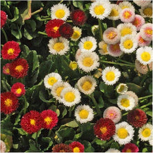 English Daisy Bellis perennis flower seeds for garden