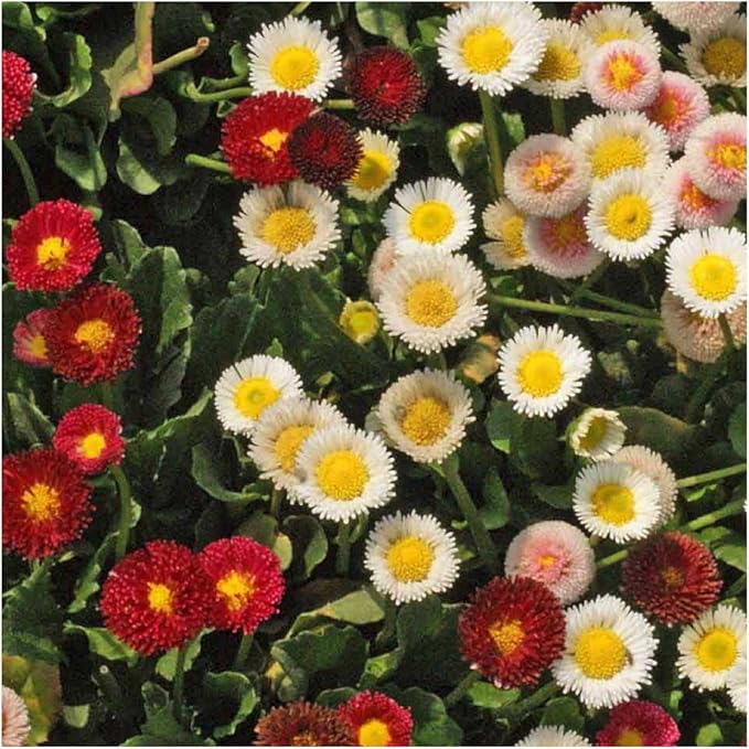 English Daisy flower mix Bellis perennis seeds for garden