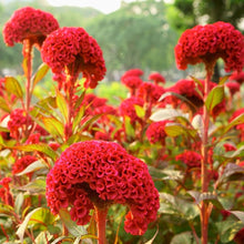 Cauliflower Seeds (Brassica oleracea) for a lasting display in the Movir Home Garden