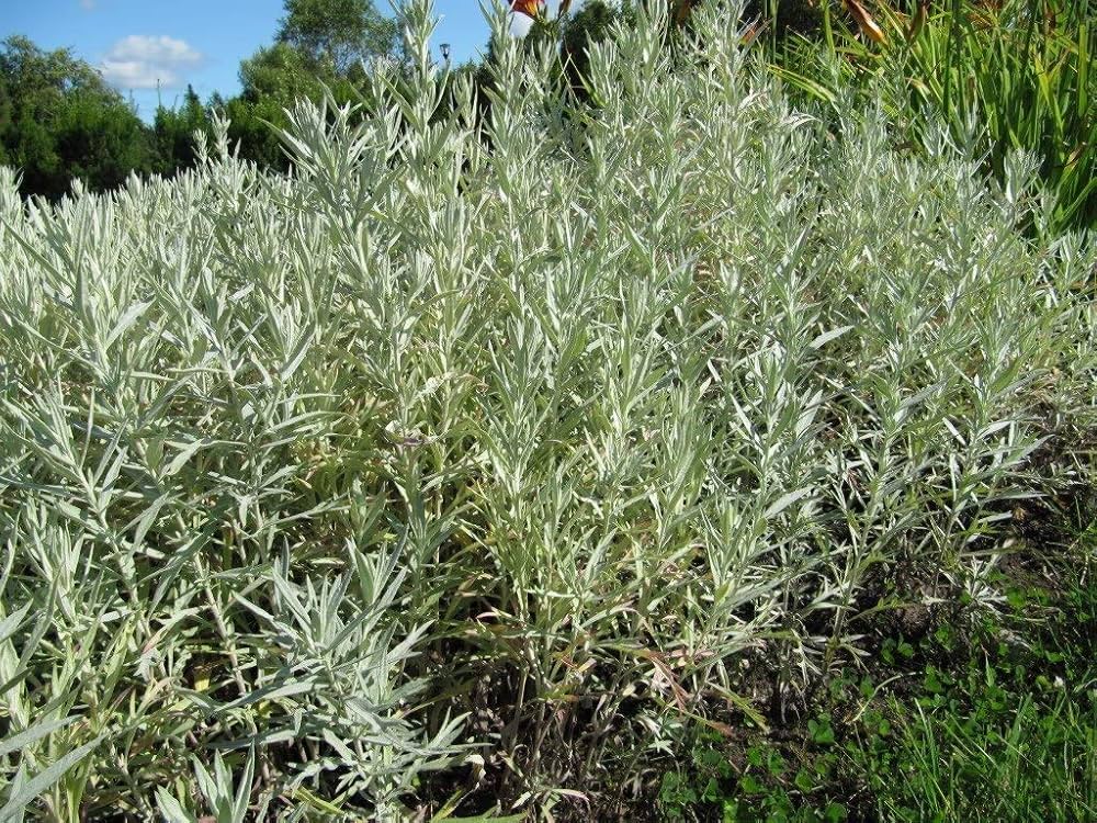 Silver Sagebrush for planting