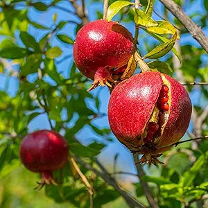 Pomegranate Gardens for planting in home garden.