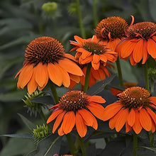 Echinacea Southern Belle Coneflower Seeds for gardeners building out beds and borders