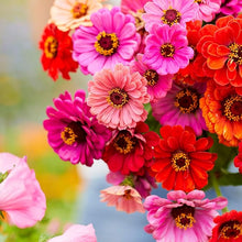 Zinnia Dahlia Fiorito Mixed Colors Heat-Tolerant Flower - for planting in home garden