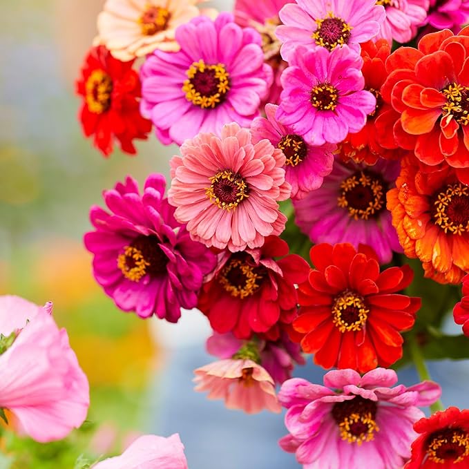 Zinnia Dahlia Fiorito Mixed Colors Heat-Tolerant Flower - for planting in home garden