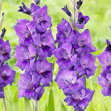 Gladiolus Perennial Seeds for reliable seasonal color
