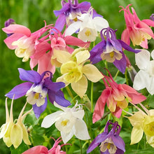 Aquilegia Seeds for a colorful addition to any planting