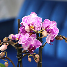 Orchid Seeds for colorful blooms in the indoor garden hanging pot