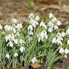Snowdrop Galanthus Nivalis Bonsai Flower Seeds for Planting – Early Spring Blooms for Indoor Pots and Garden Borders
