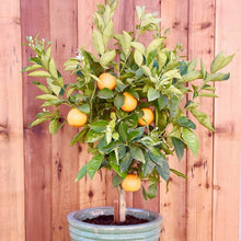 Dwarf organic fruit tree seeds for small garden or bonsai planting