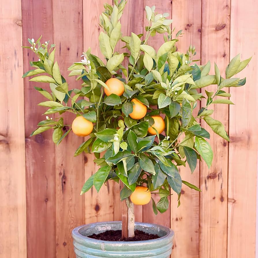Dwarf organic fruit tree seeds for small garden or bonsai planting
