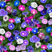 Morning Glory Ipomoea Purpurea Climbing Petunia Seeds for vertical growth across the Vertical Trellises