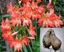 Amaryllis & Barbados Lily Seeds for a bright addition to the Home Garden & Flower Bed