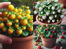 Mixed Strawberry Fragaria × ananassa Seeds for growers planting the vegetable patch urban garden