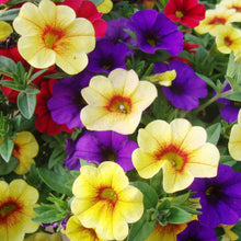 Calibrachoa Parviflora Seeds for planting in flower bed