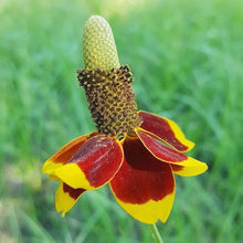 Upright Prairie Coneflower Seeds for seasonal color across the Pollinator Gardens